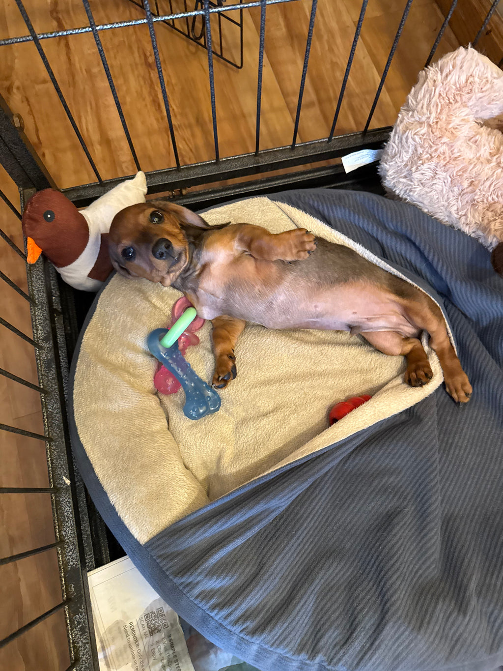 MINI dachshund Male