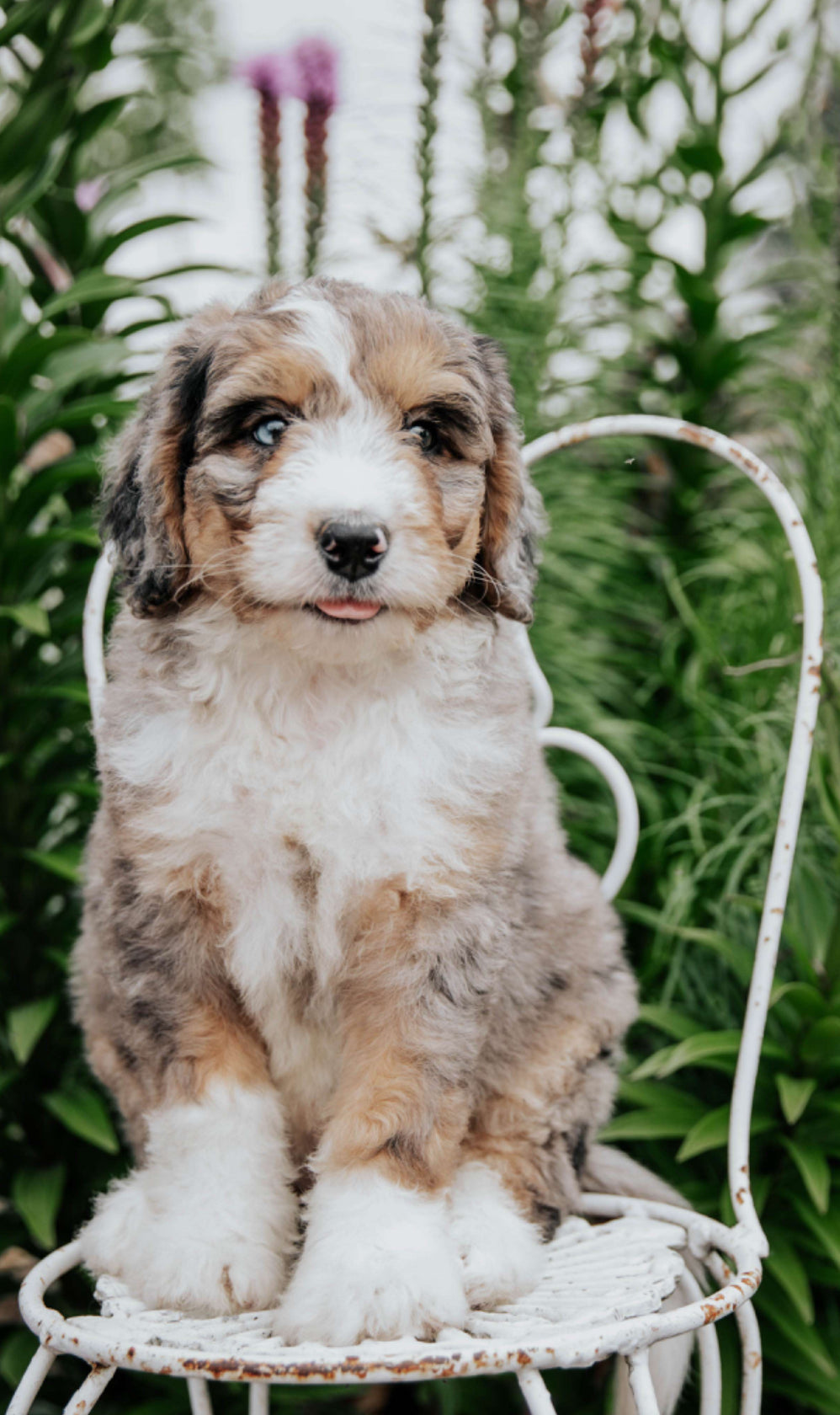Bernedoodle FEMALE