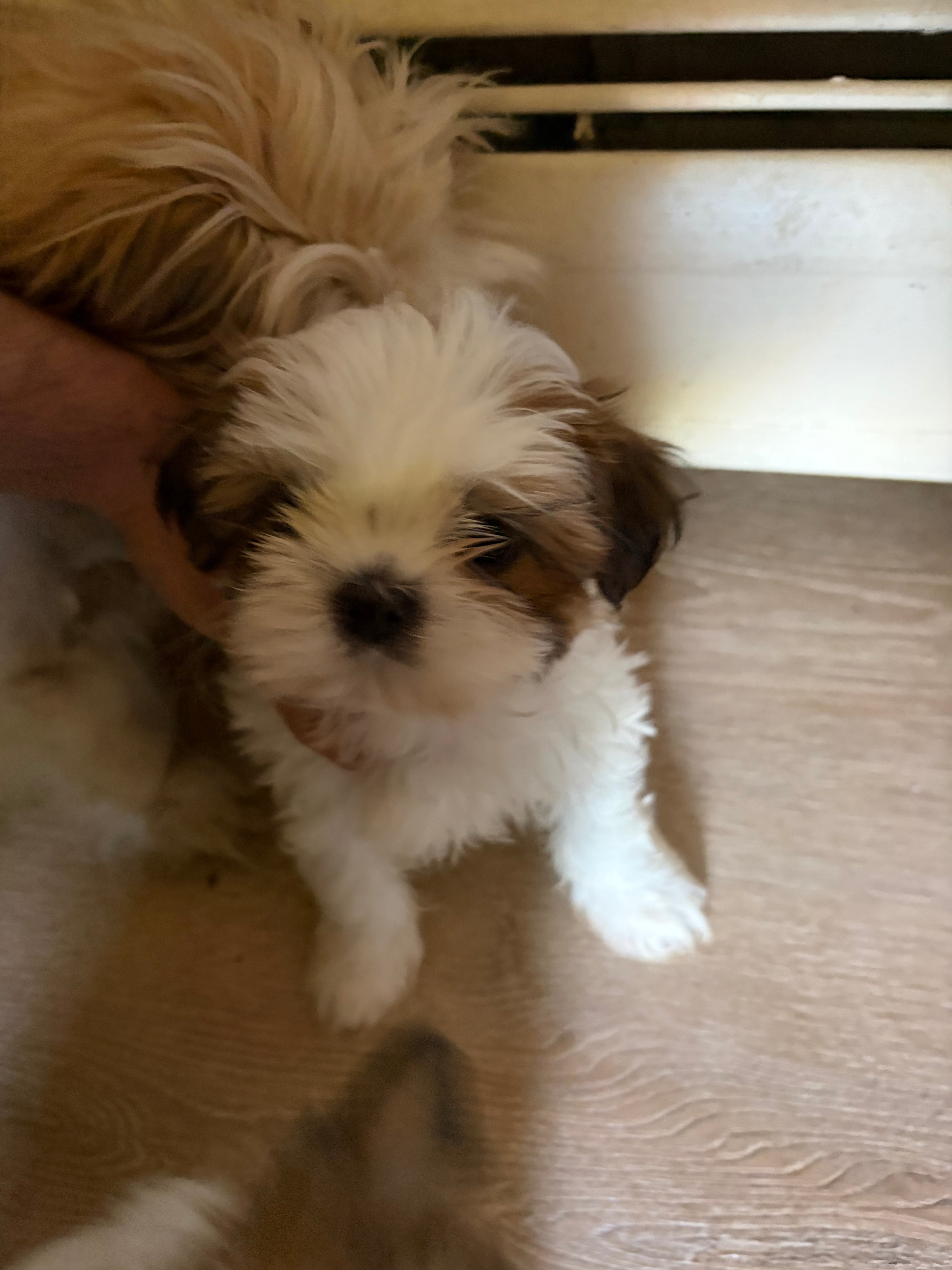 Shi Tzu MALES