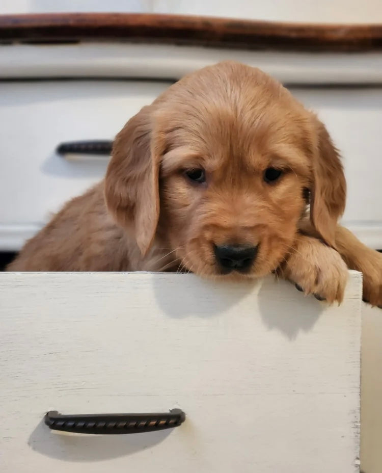 GOLDEN RETRIEVER MALE
