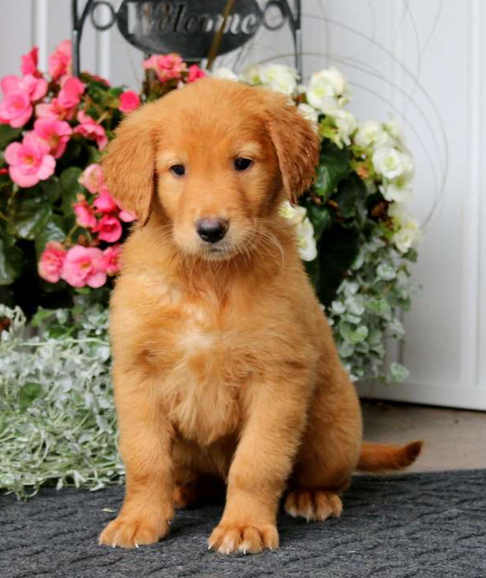 Golden Retriever MALE