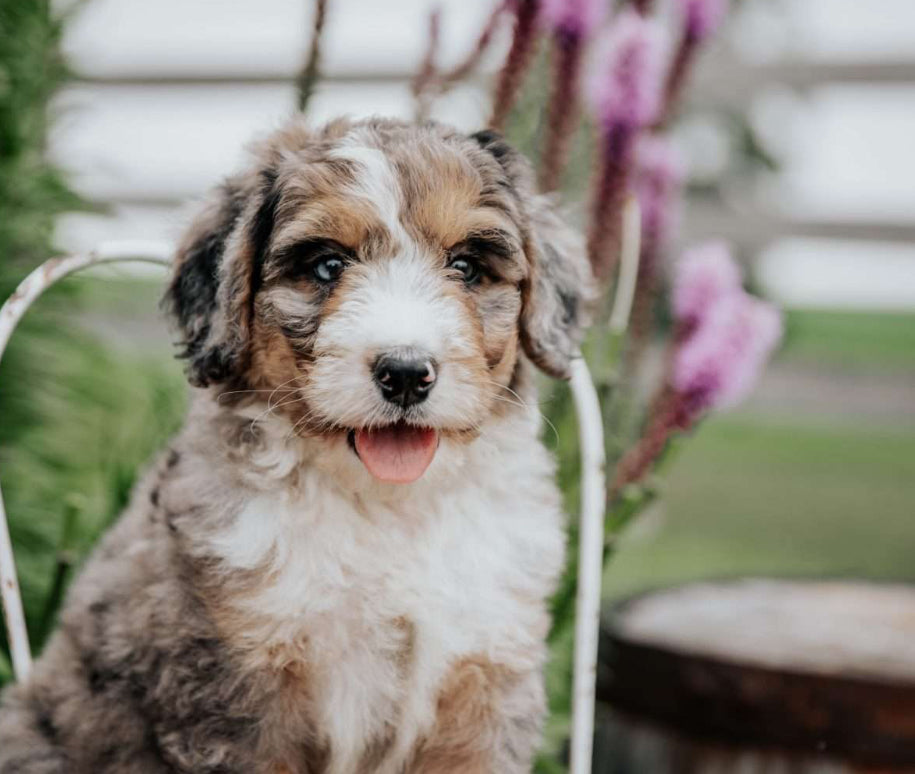 Bernedoodle FEMALE