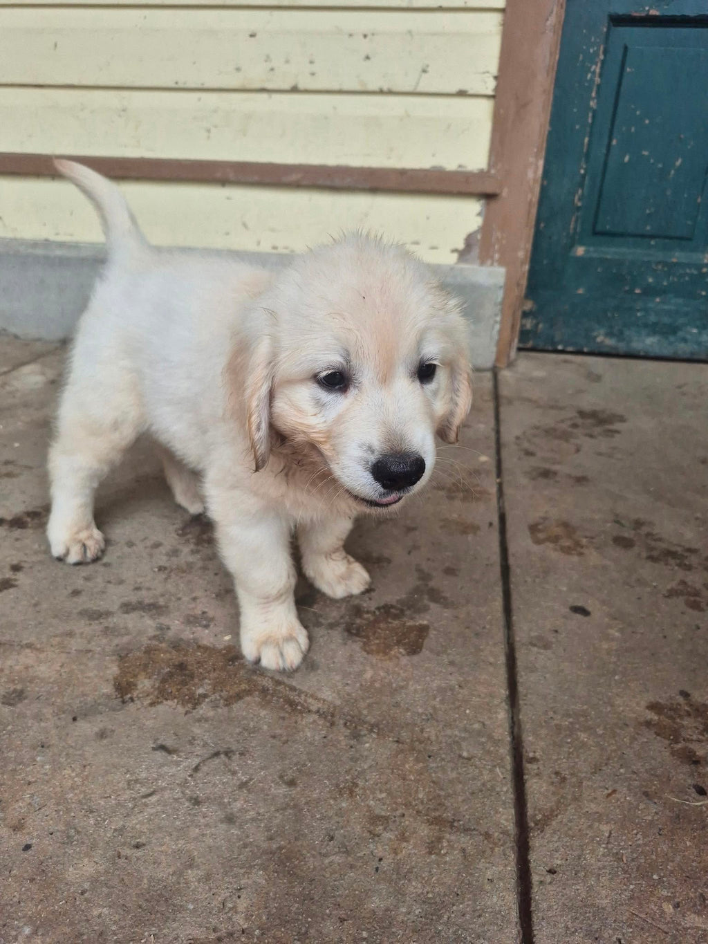 ENGLISH CREAM GOLDEN RETRIEVERS