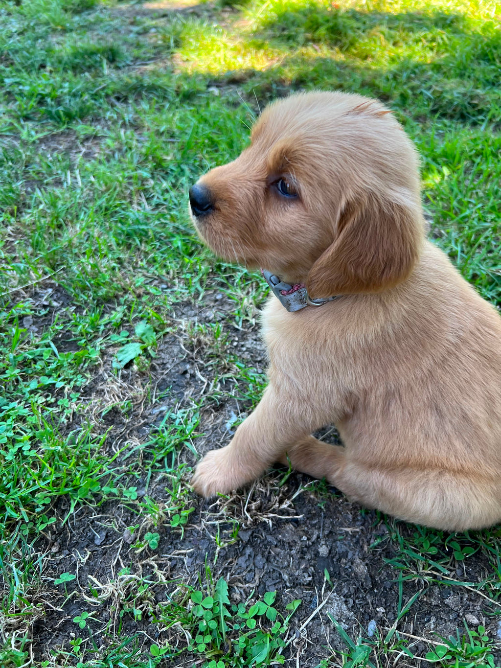 GOLDEN RETRIEVER MALE