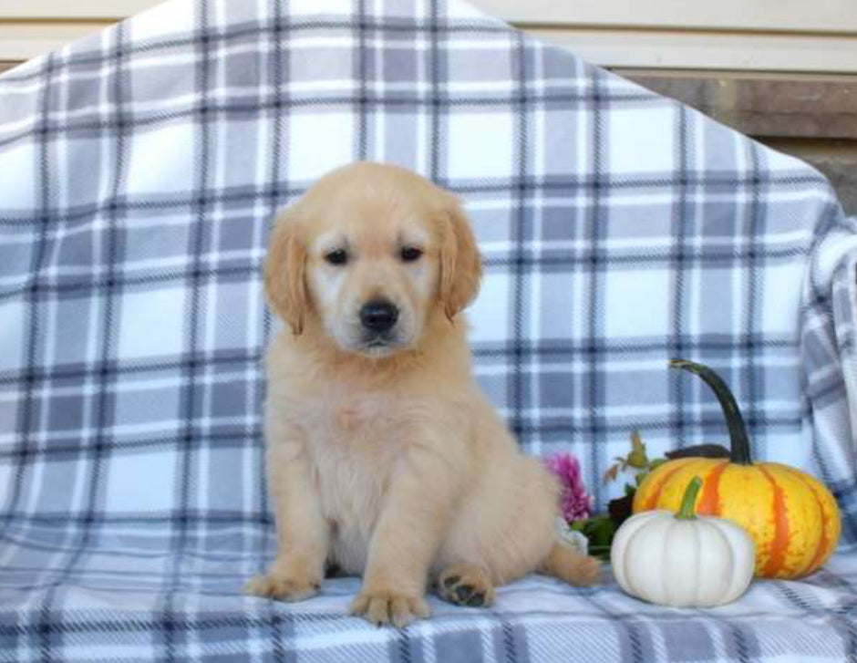 Golden Retriever MALE