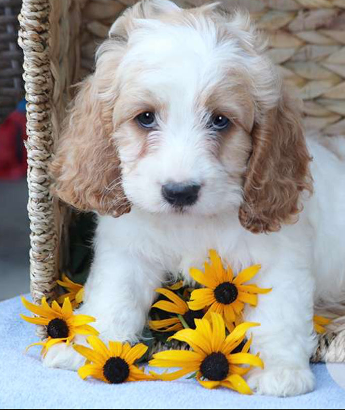 Cockapoo MALE