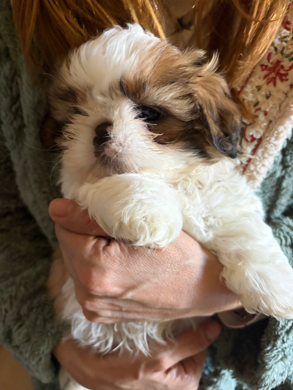Shi Tzu MALES