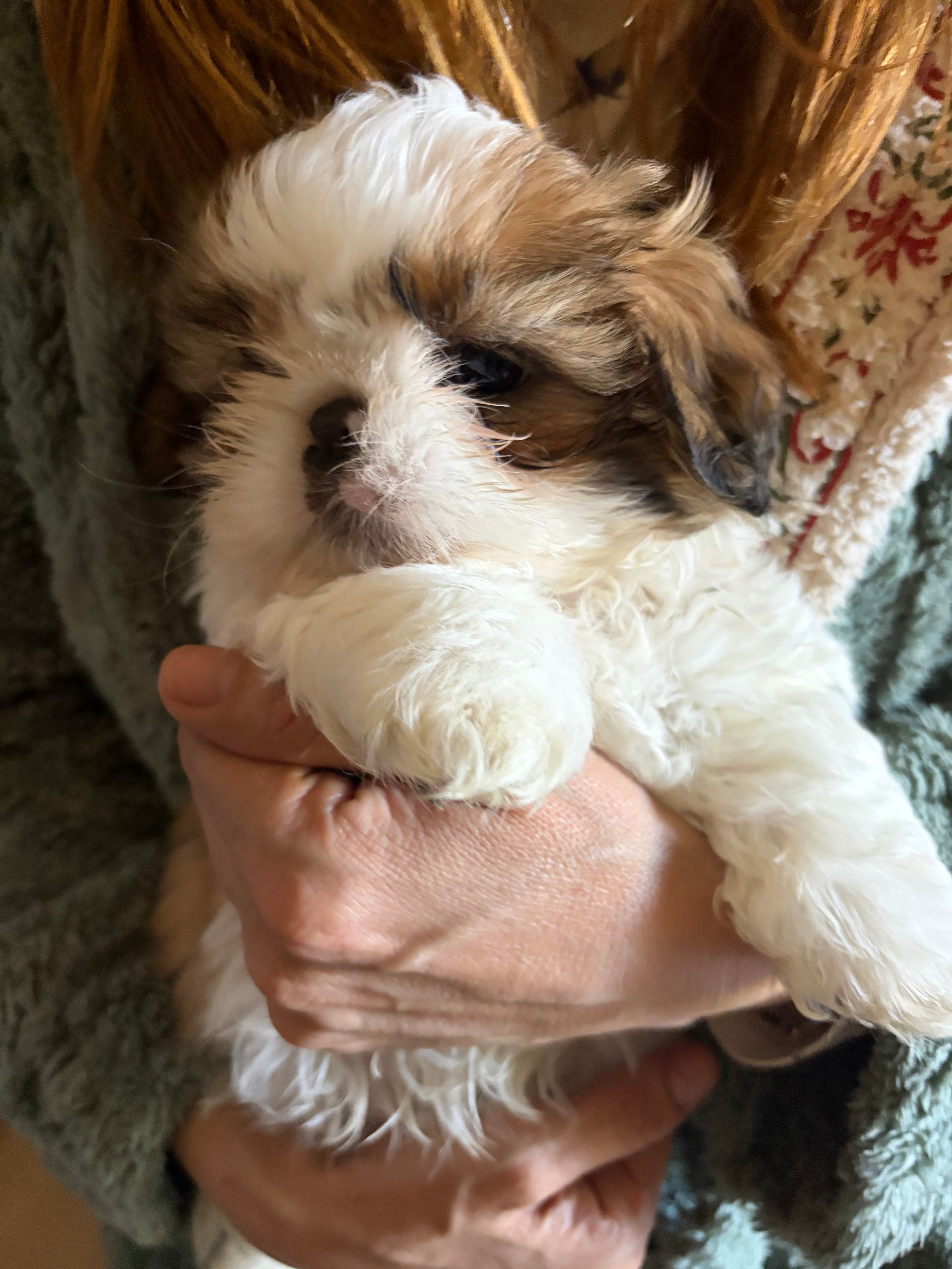 Shi Tzu MALES