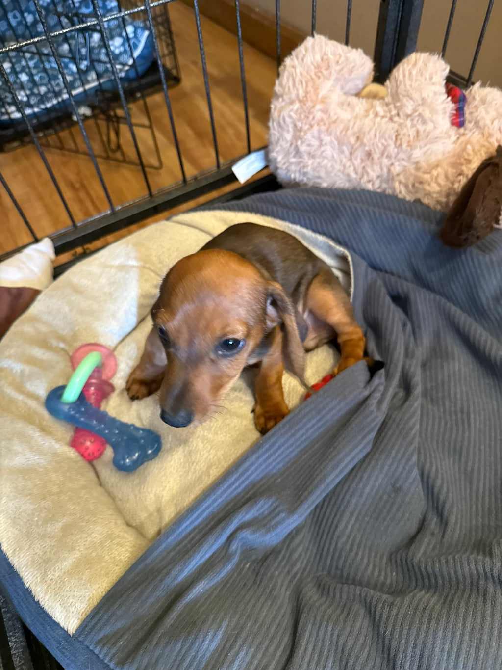 MINI dachshund Male