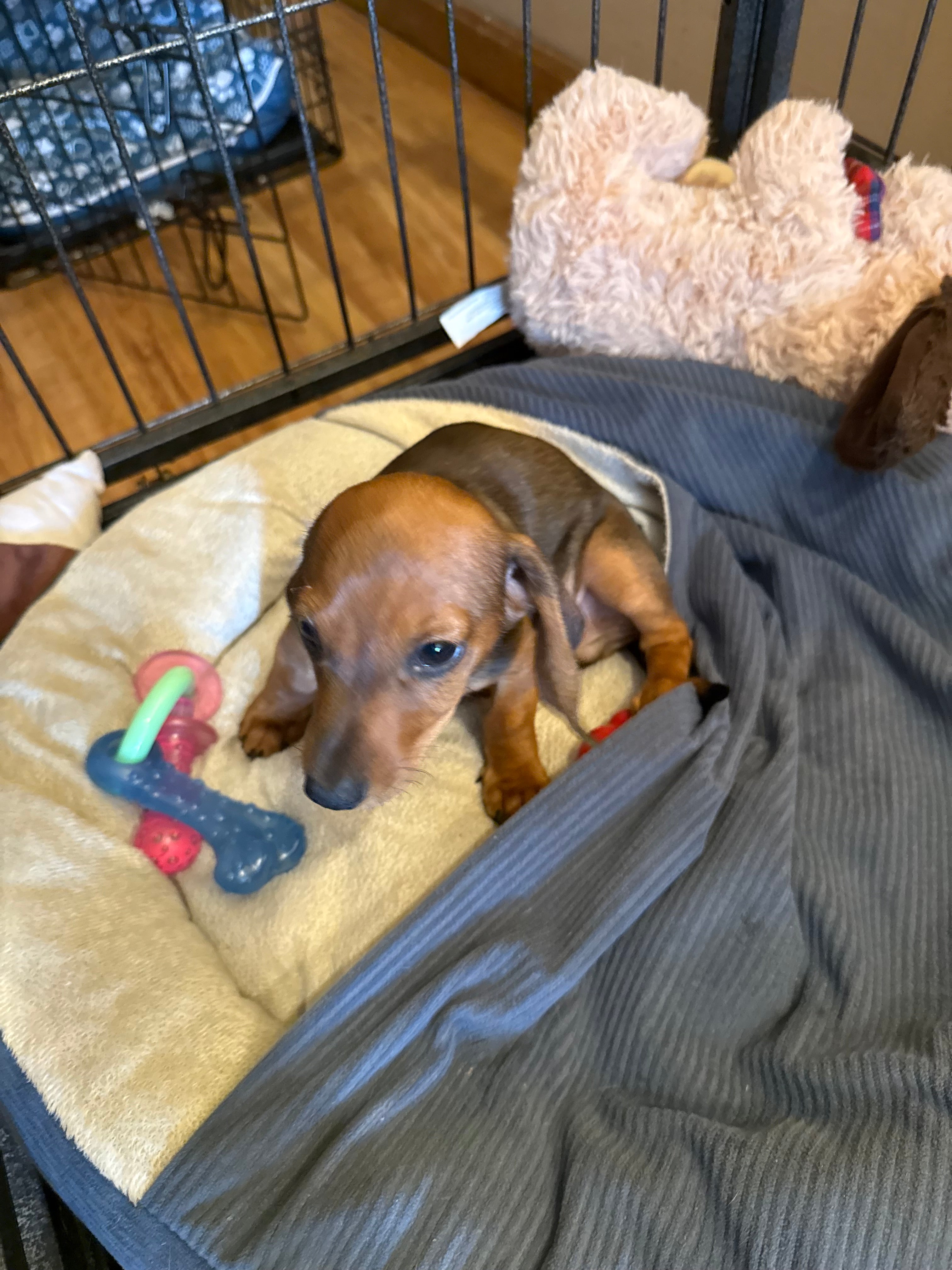 MINI dachshund Male