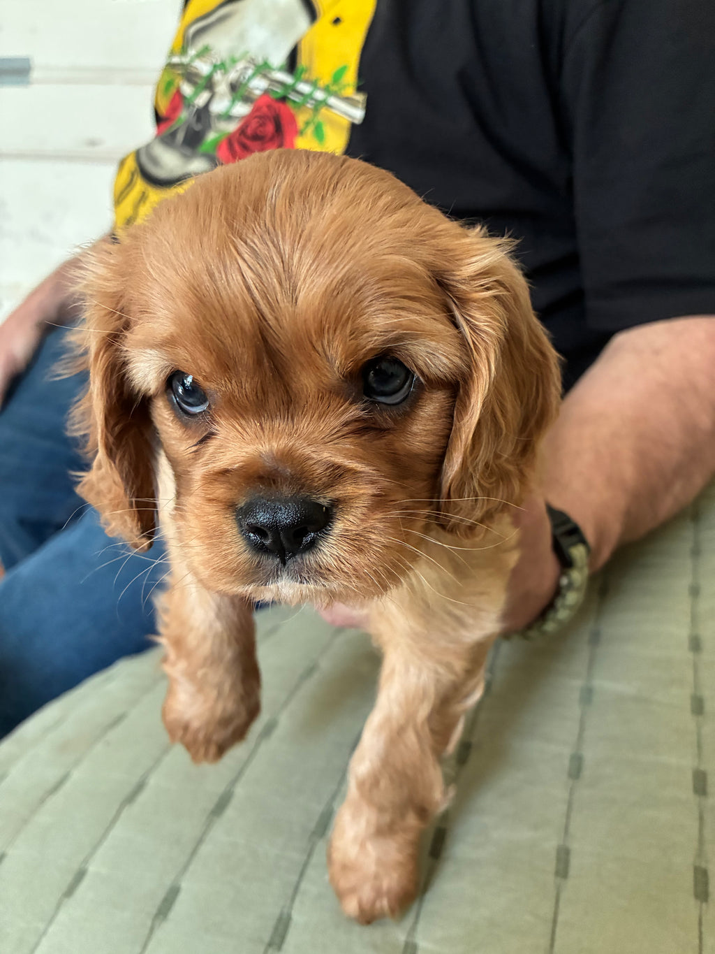 MALE King Charles cavalier