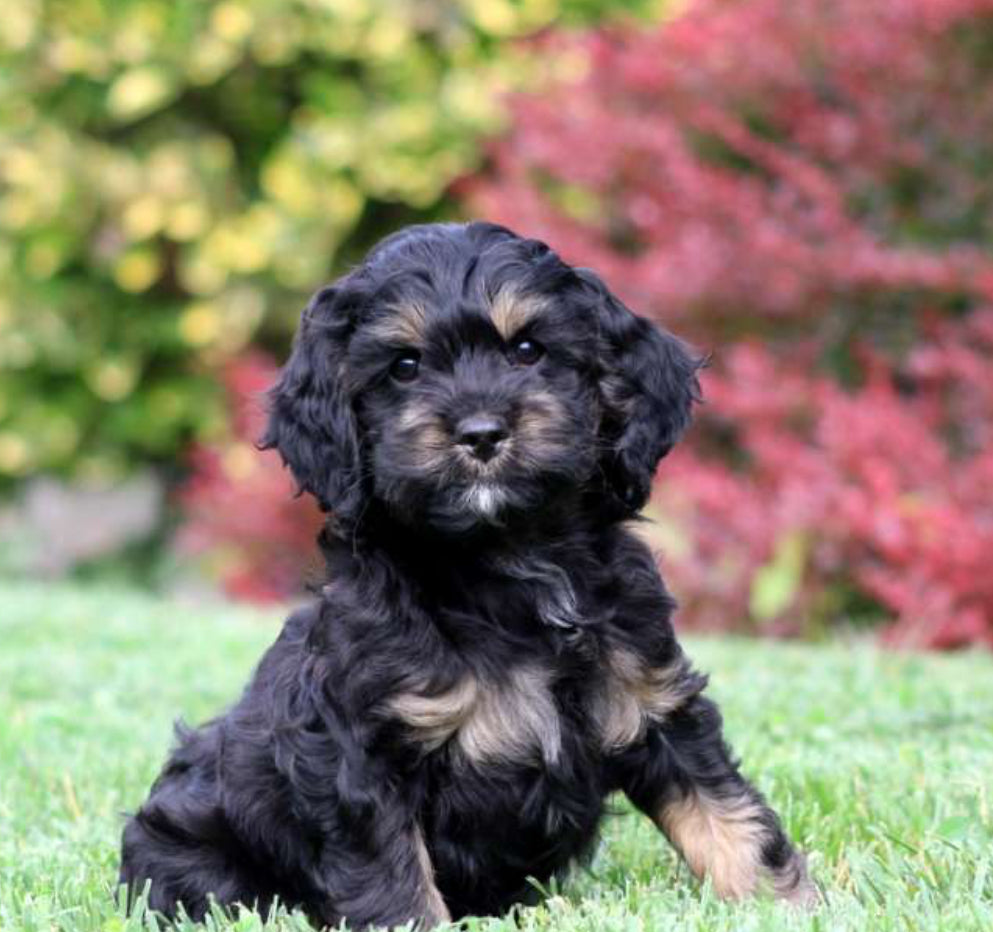 Cockapoo MALE