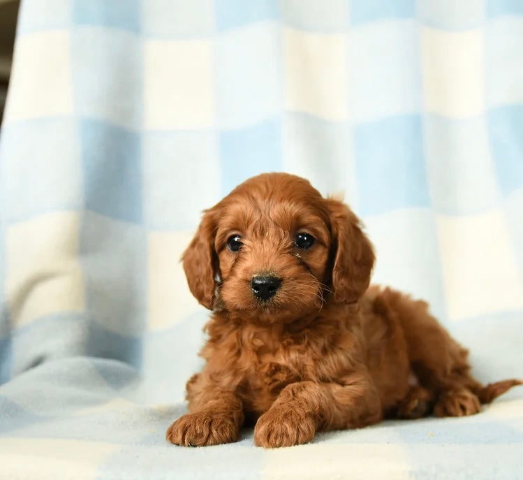 CAVAPOO MALE