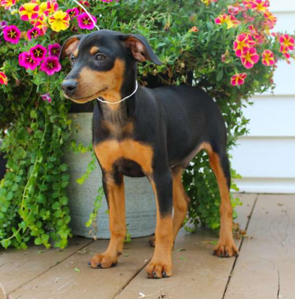 Mini Doberman Pinscher