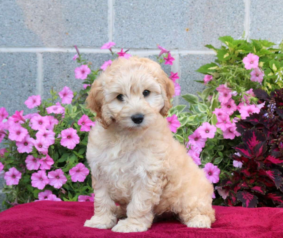 Cockapoo MALE