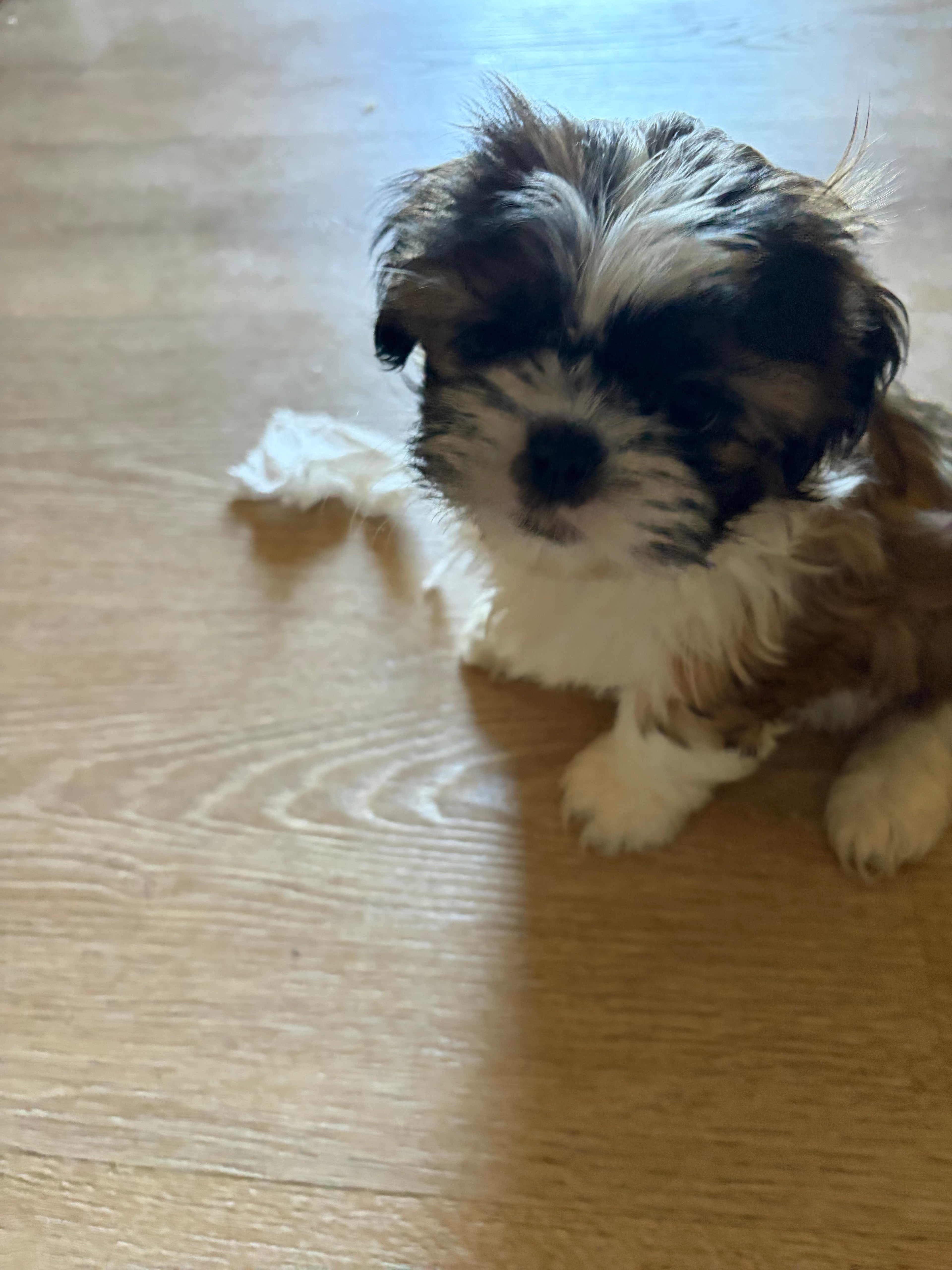Shi Tzu MALES