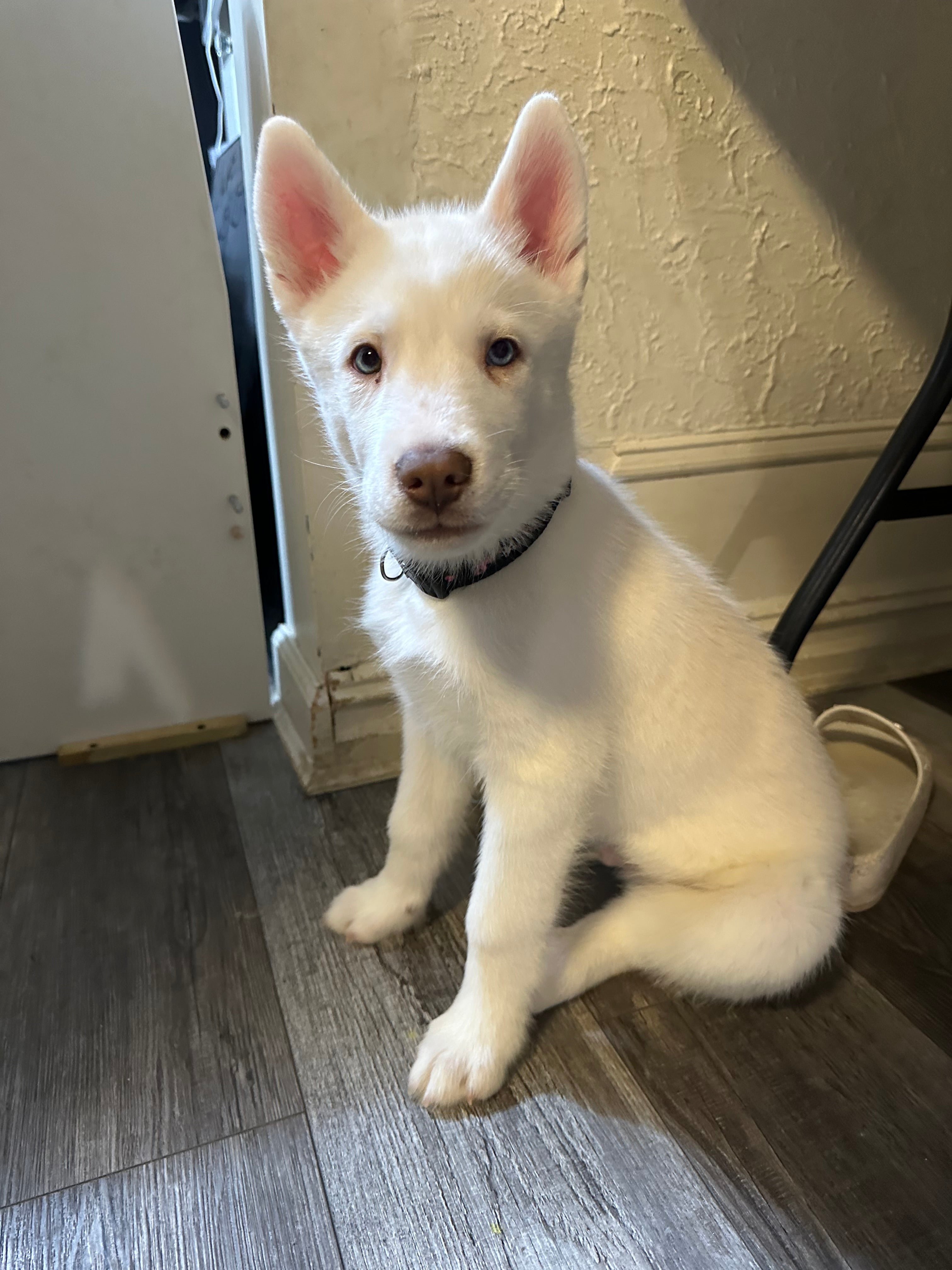 Siberian Husky Litter