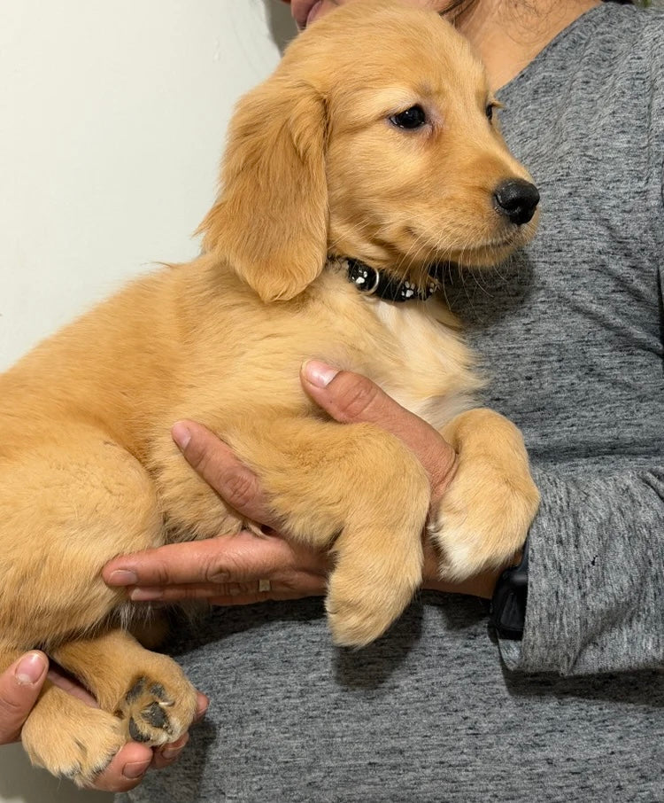 Golden Retriever Males & Females