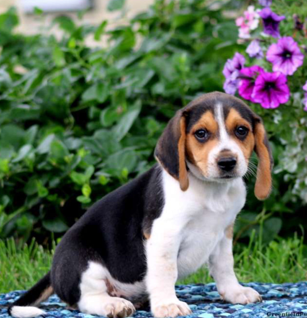 Beagle MALE