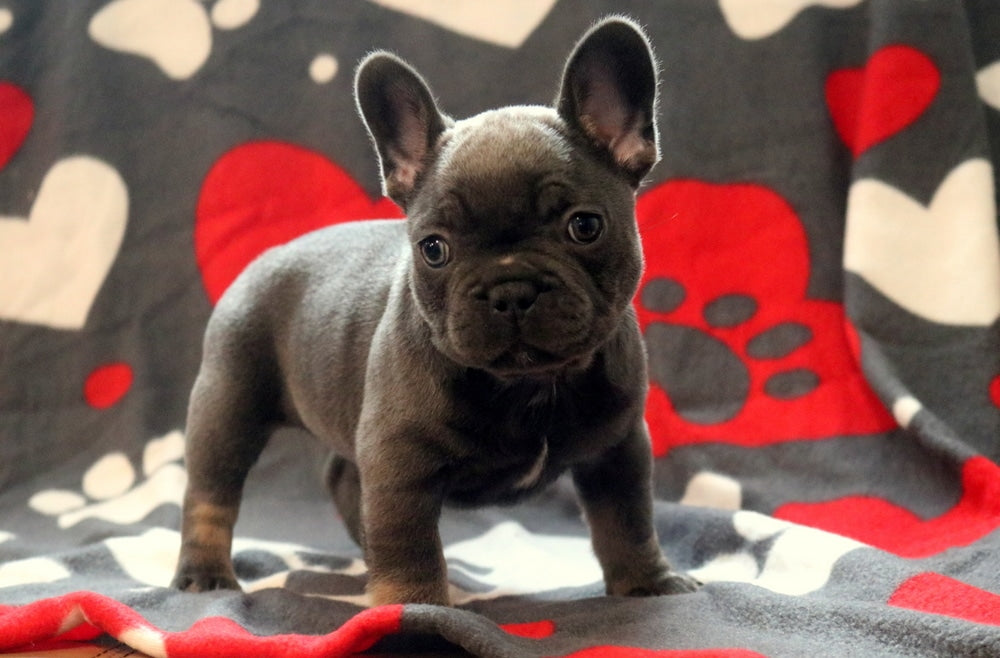 MALE FRENCH BULLDOG
