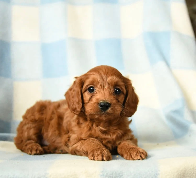 CAVAPOO MALE