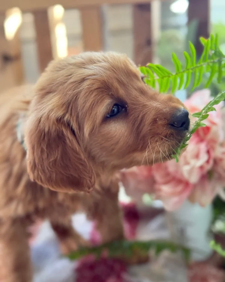 GOLDEN RETRIEVER FEMALE