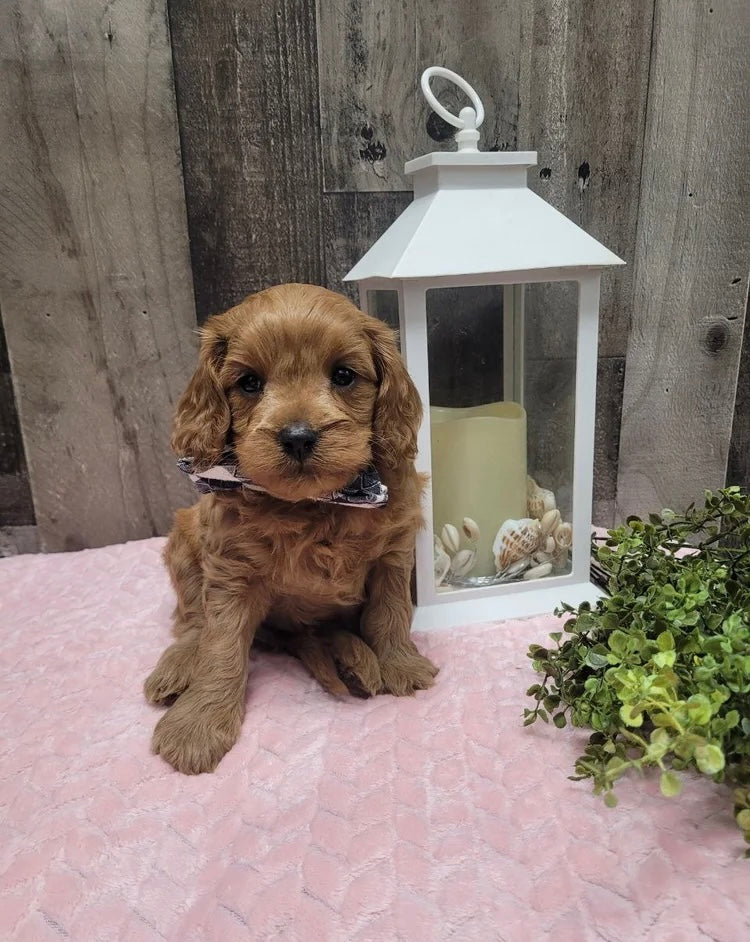 CAVAPOO MALE
