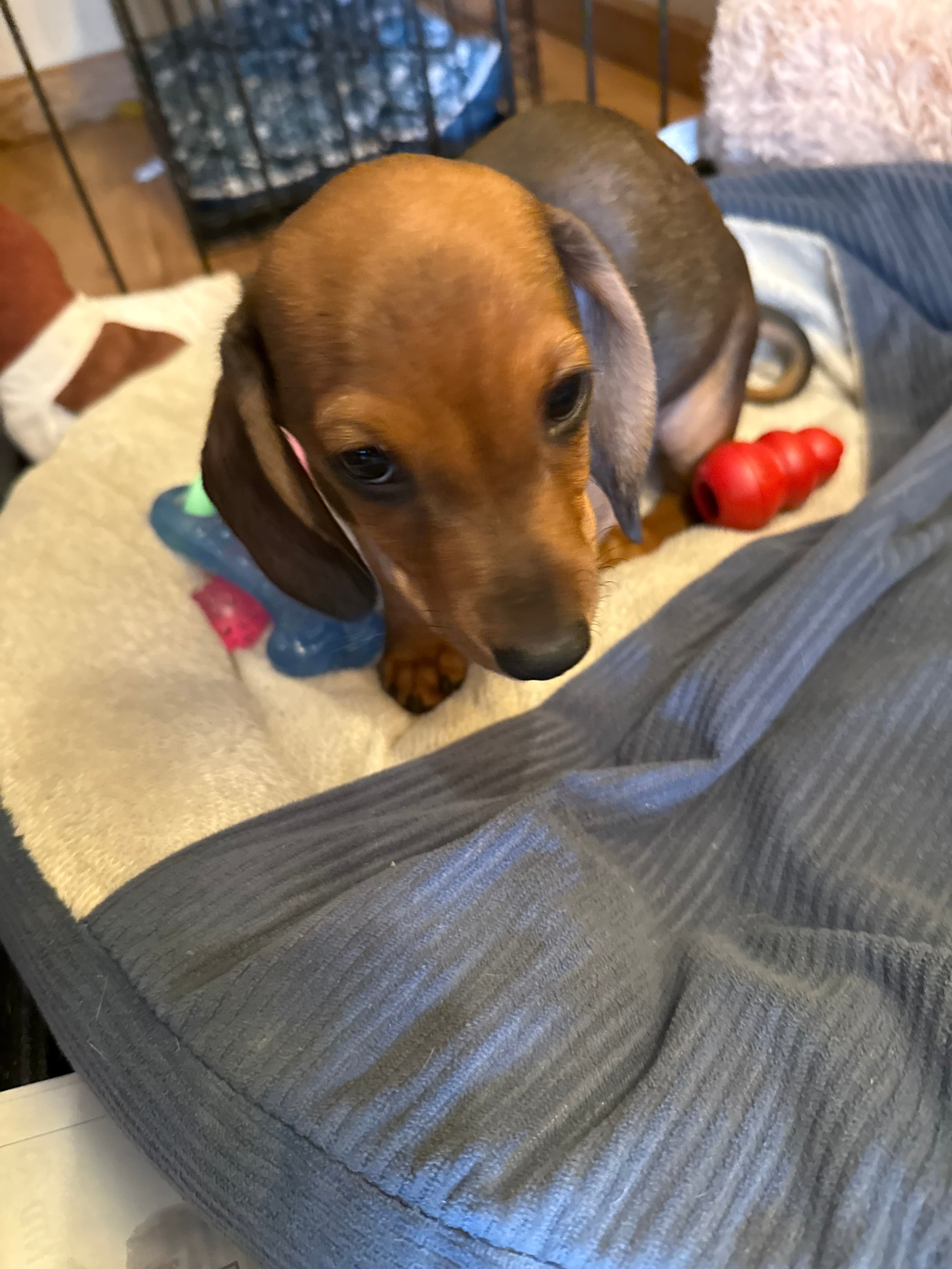 MINI dachshund Male