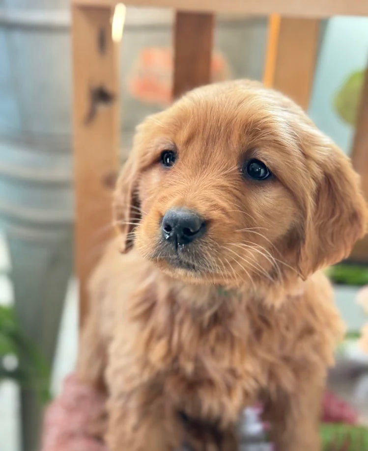 GOLDEN RETRIEVER FEMALE