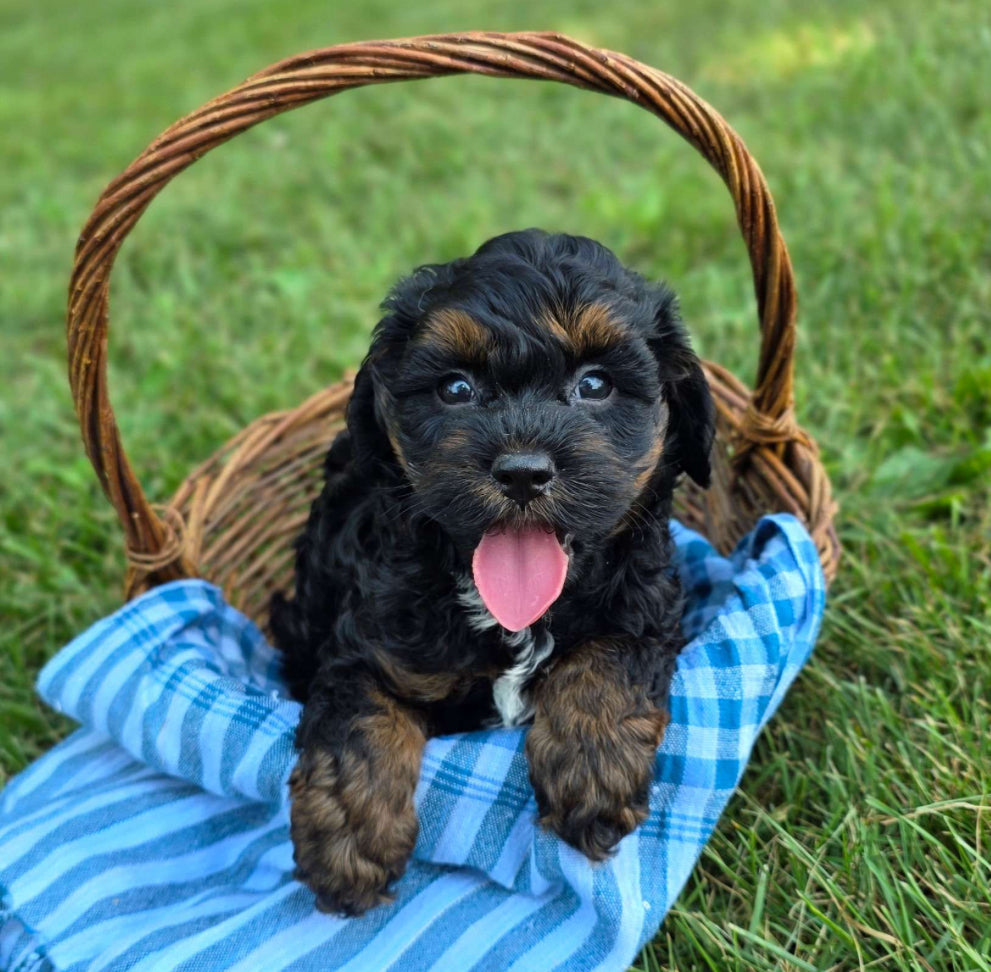 Cavapoo MALE