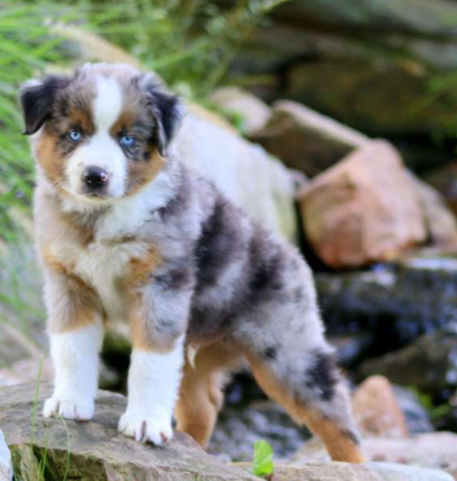 Mini Australian Shepherd MALE