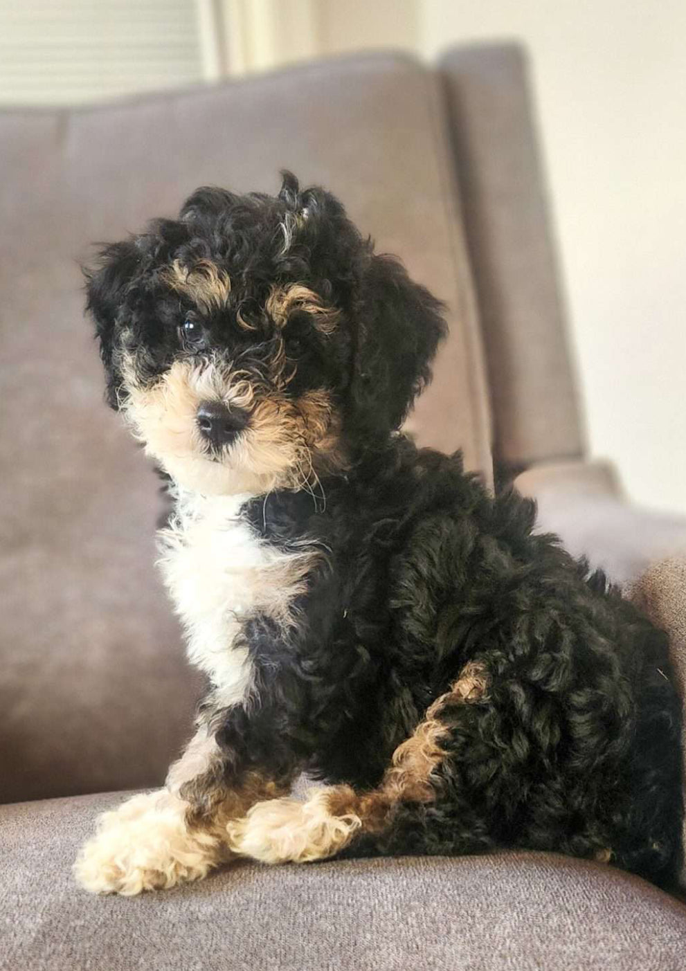 Mini Bernedoodle MALE