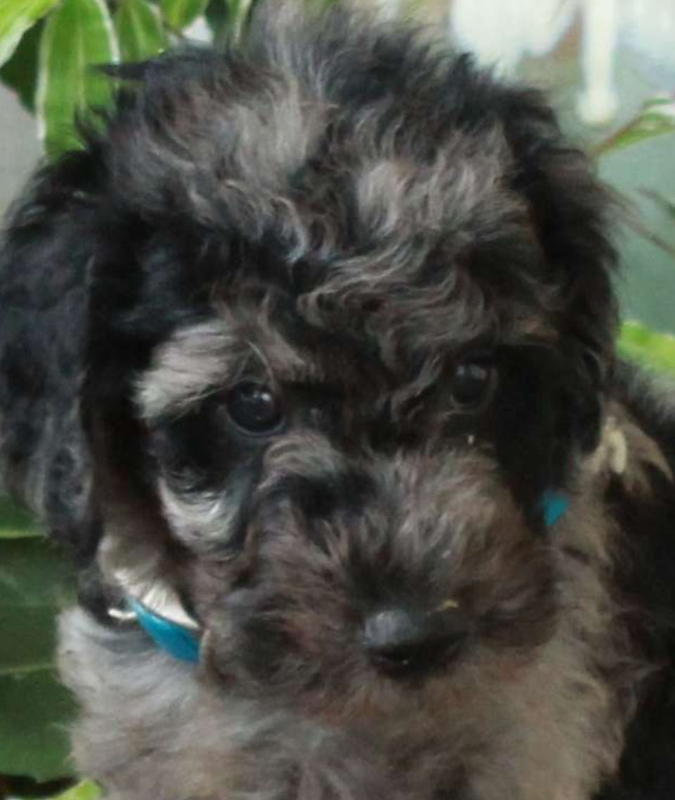 Goldendoodle MALE