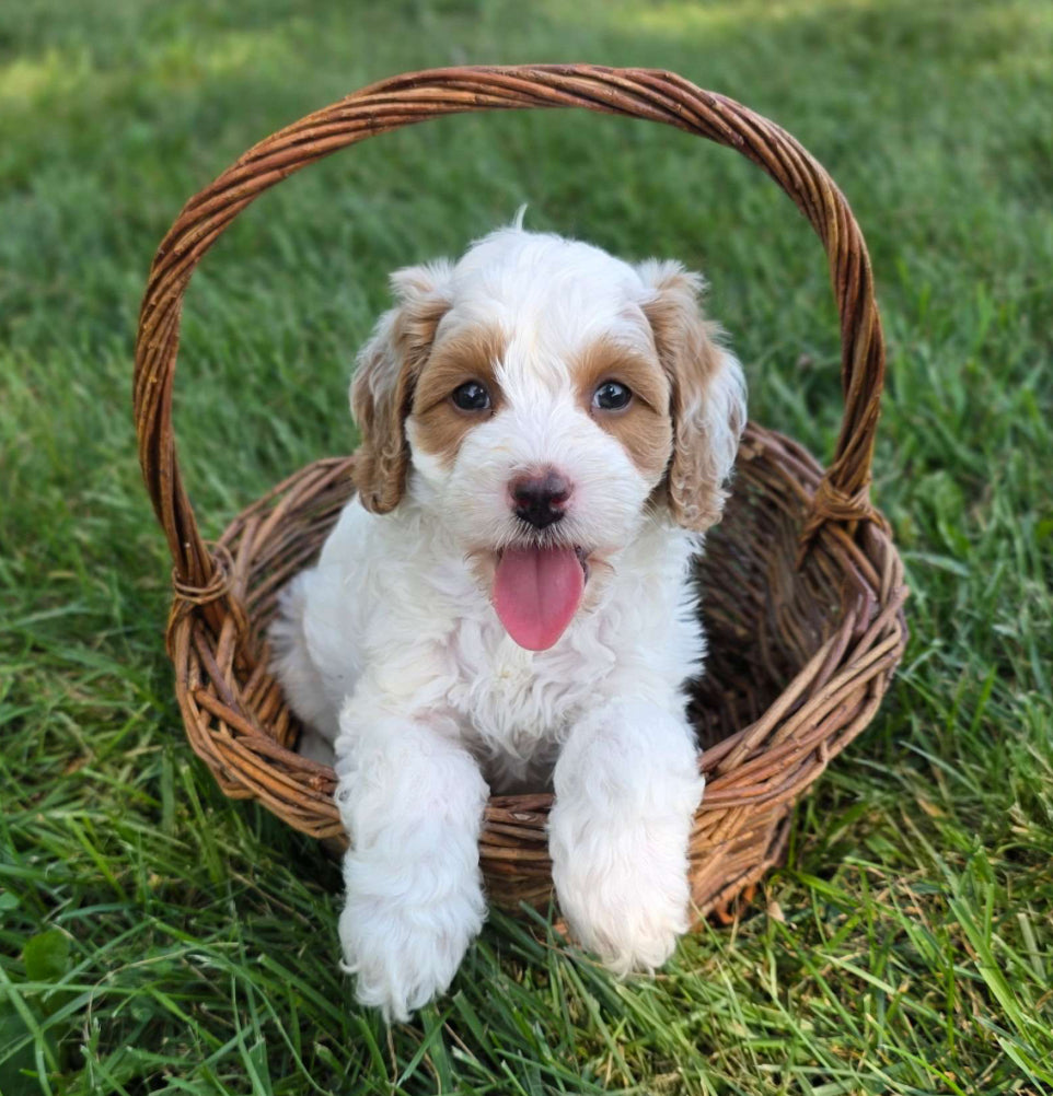 Cavapoo MALE