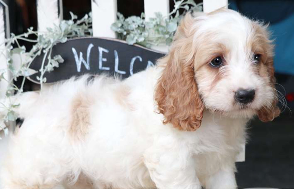 Cockapoo MALE