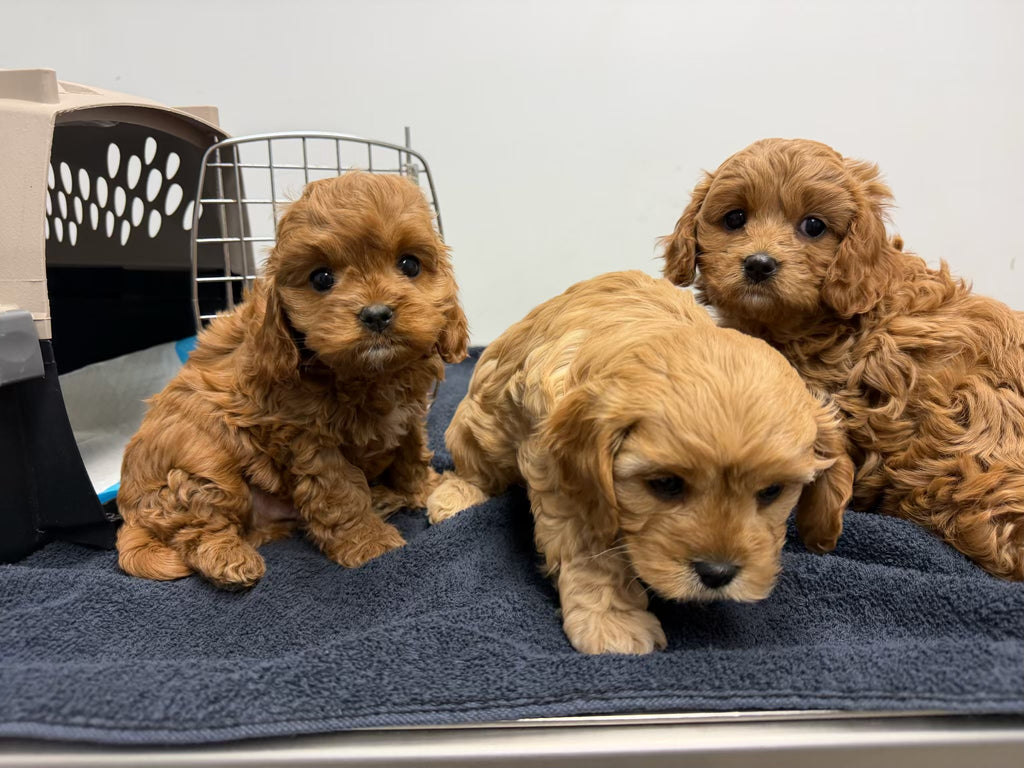 Cavapoo litter 2 MALE AND  1 FEMALE