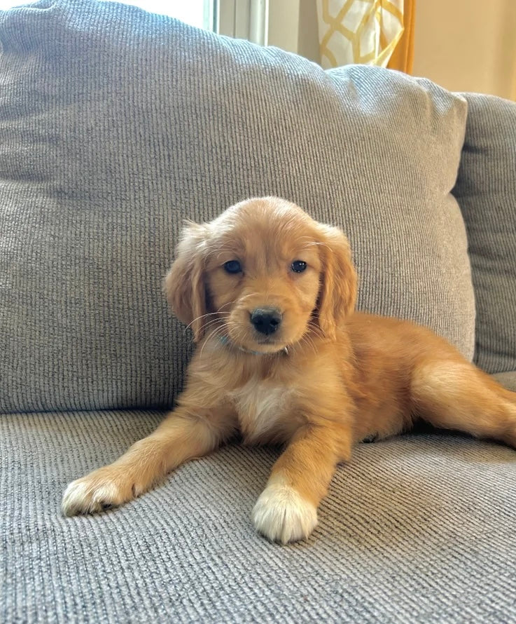 Golden Retriever Males & Females