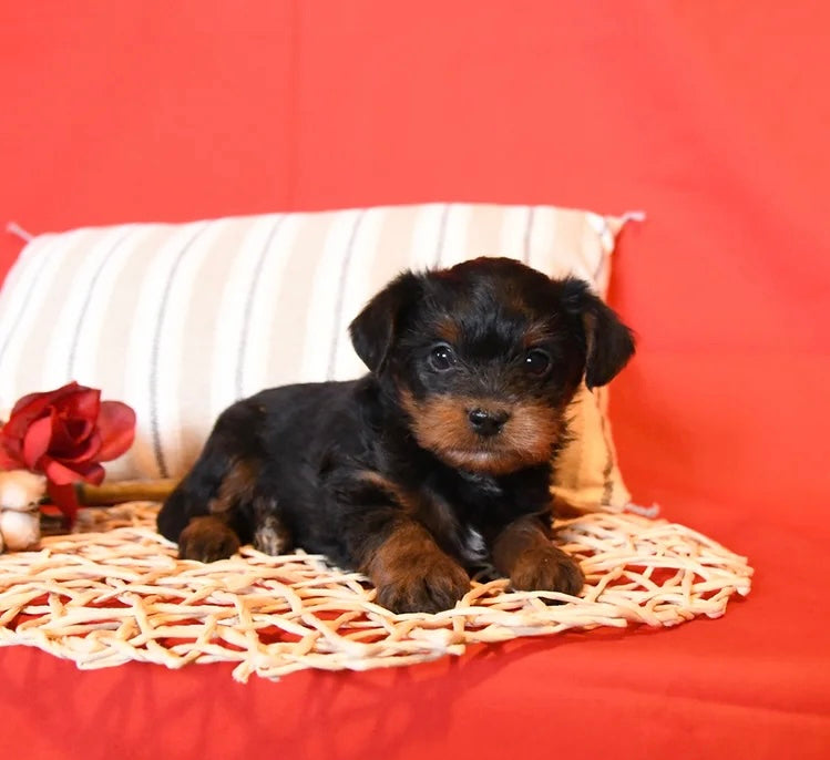 YORKIEPOO MALE