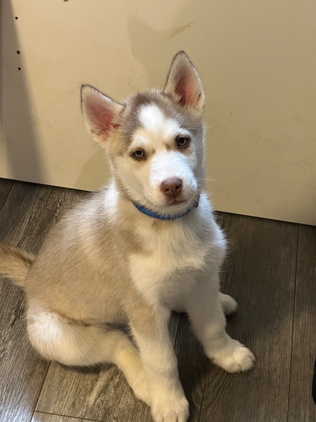 Siberian Husky Litter