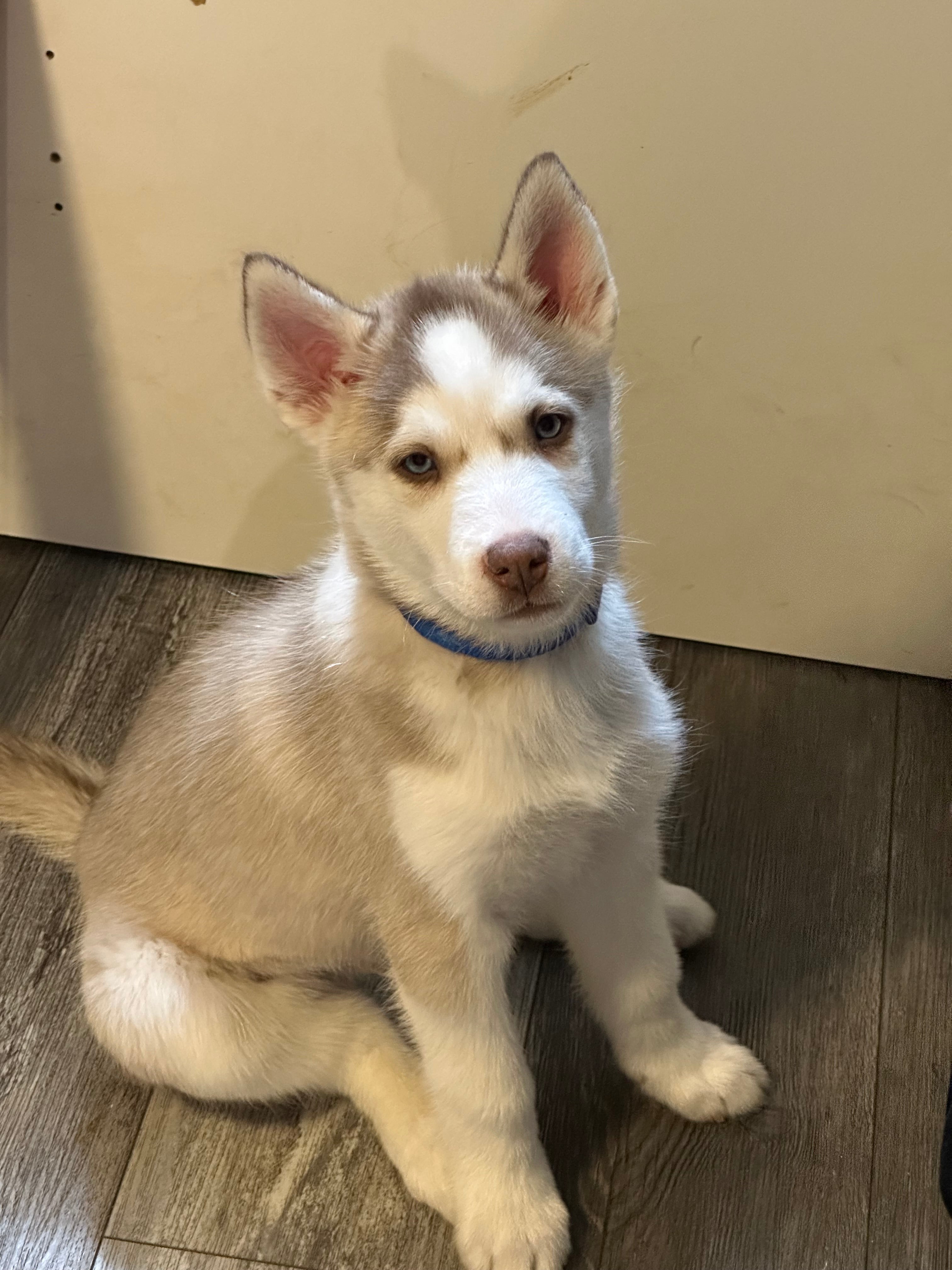 Siberian Husky Litter