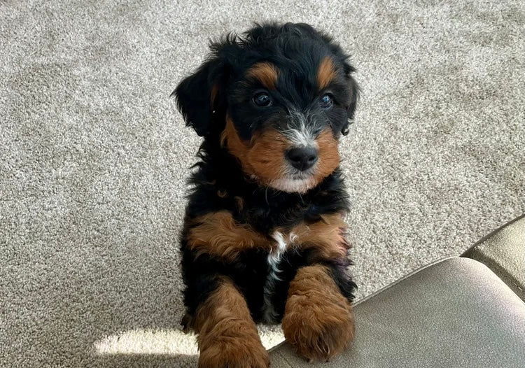 MINI BERNEDOODLE