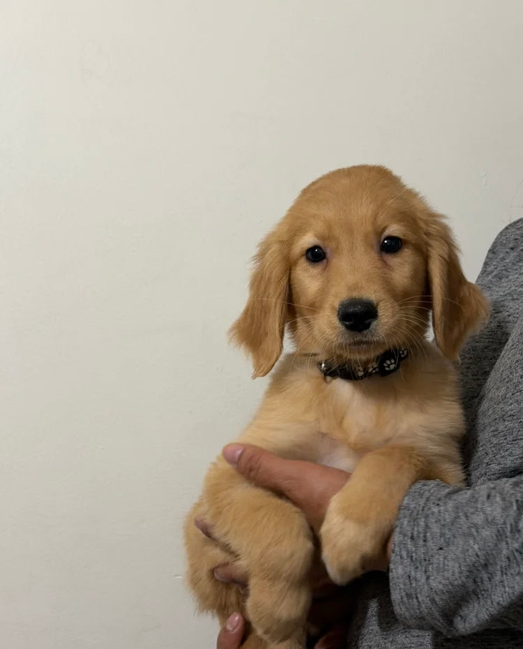 Golden Retriever Males & Females