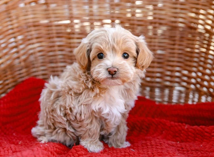 MALTIPOO MALE