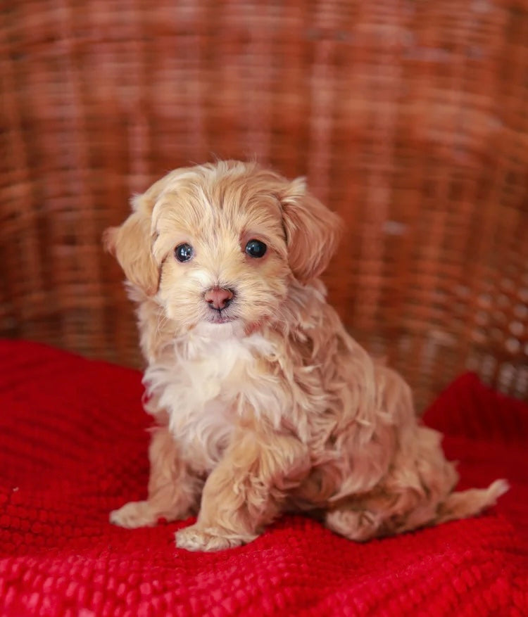 MALTIPOO MALE