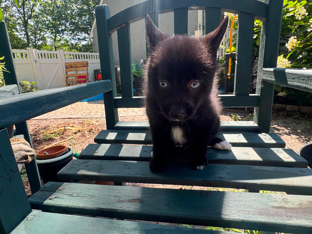 POMSKY MALE