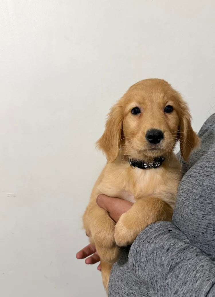 Golden Retriever Males & Females