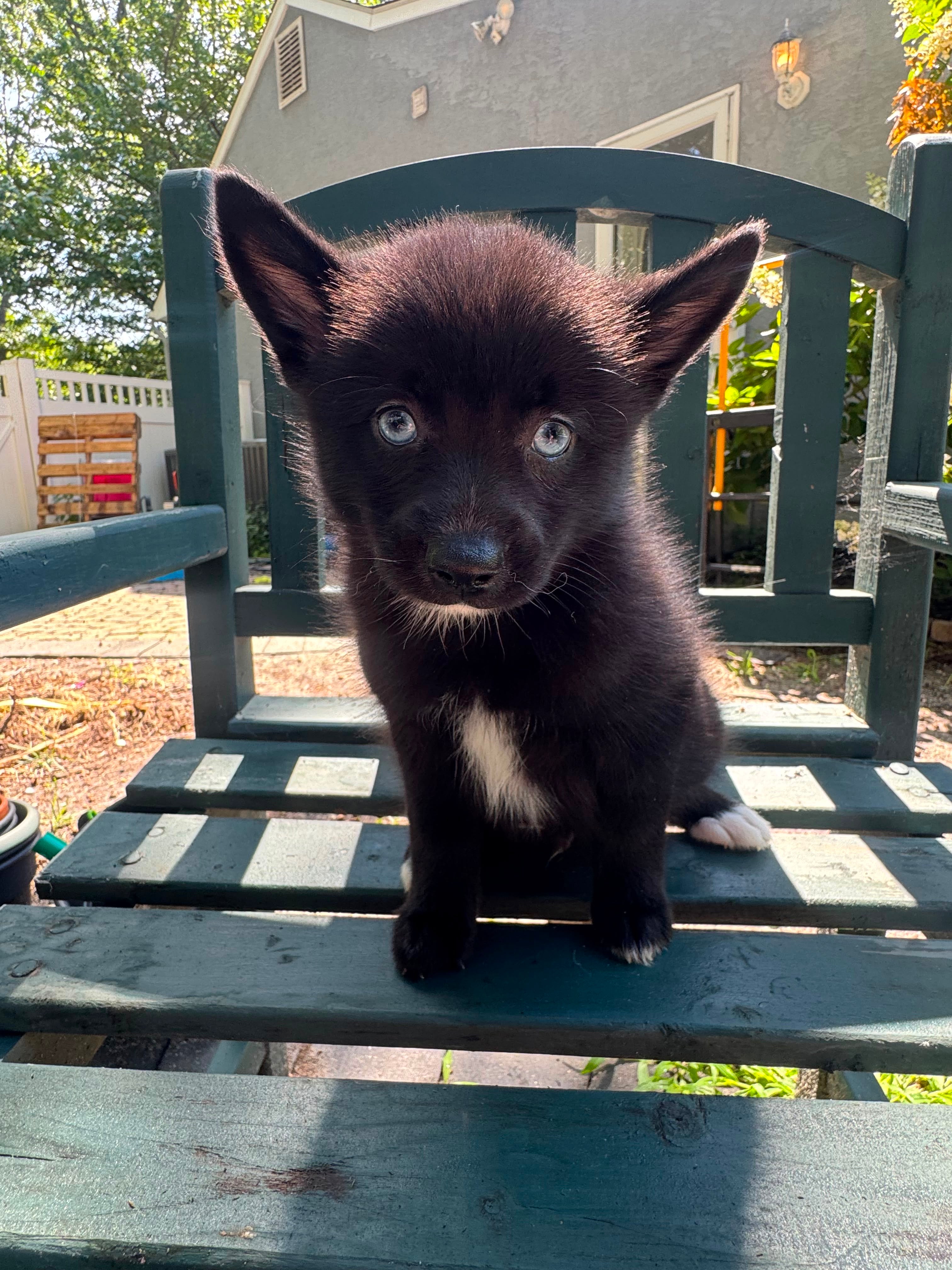 POMSKY MALE