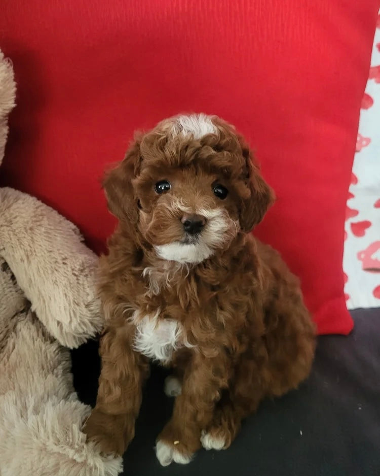 GOLDENDOODLE MALE