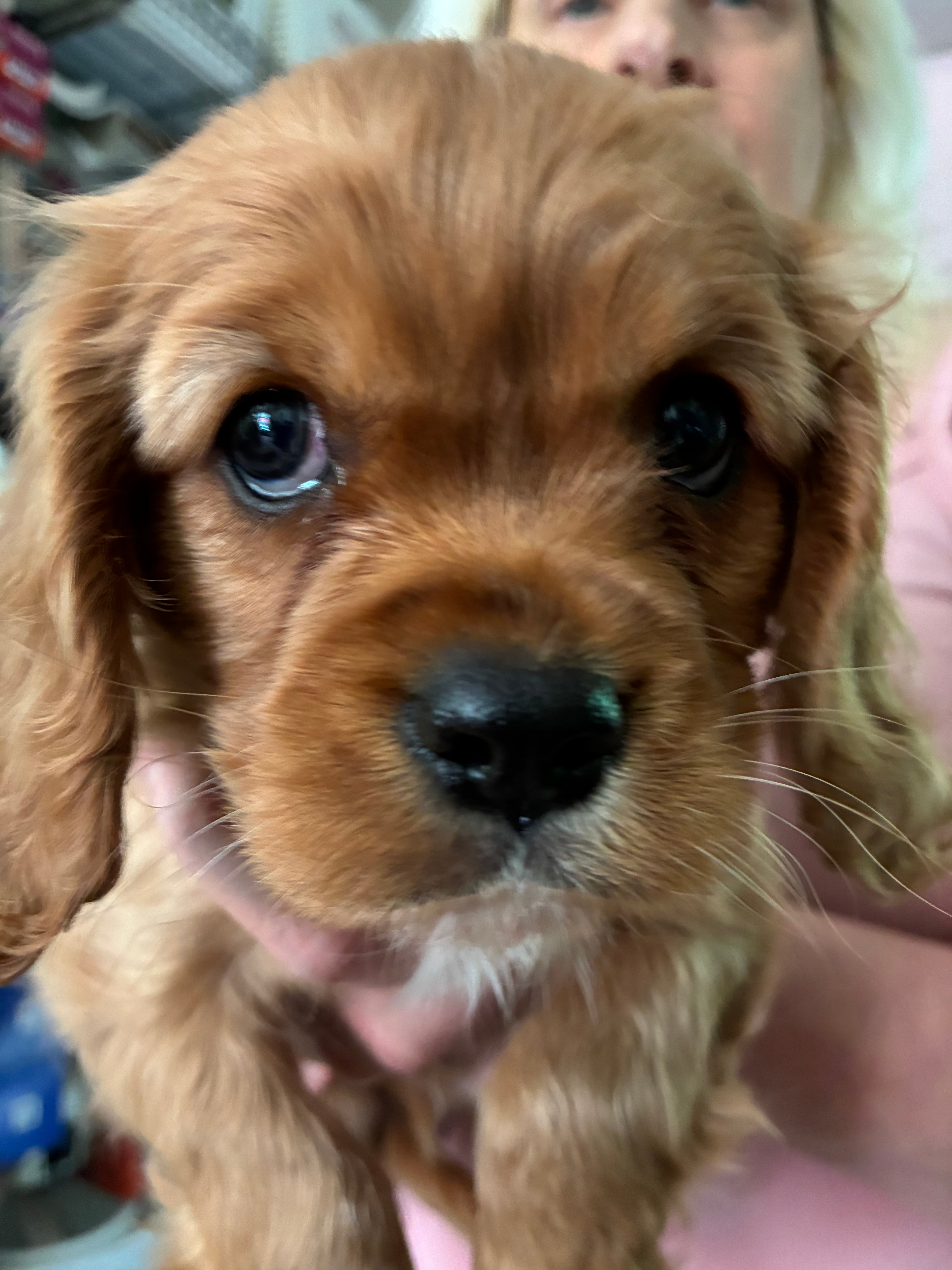 MALE King Charles cavalier