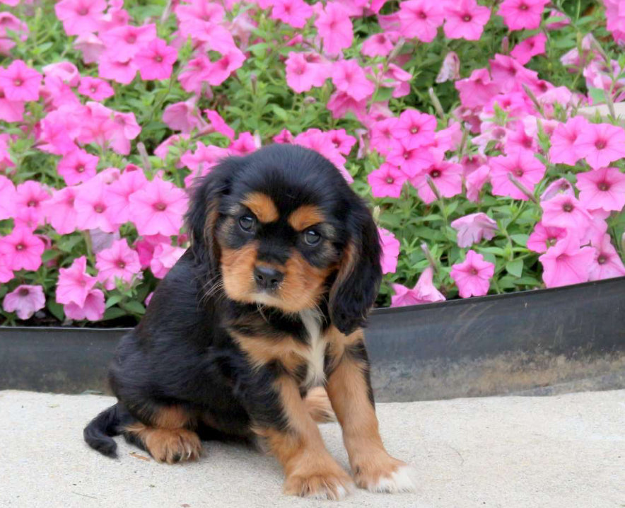 King Charles Cavalier Spaniel MALE